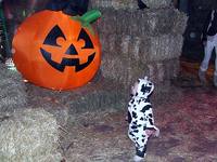 Divertida celebración de Halloween en los zoológicos