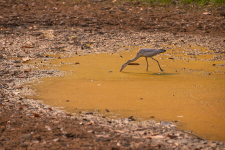 Getty Images/Lucas Ninno