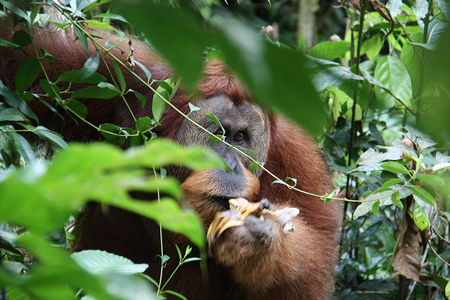 Orangutan en Bukit Lawang Sumatra Indonesia