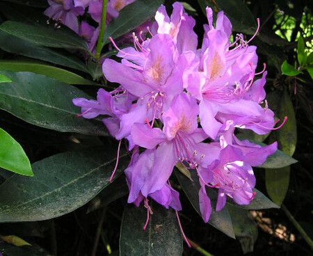 Rhododendron Ponticum 1