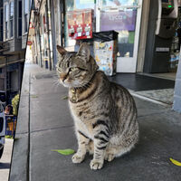 Un Waymo atropelló a un gato en San Francisco. Sin querer, evidenció la barrera invisible del coche autónomo