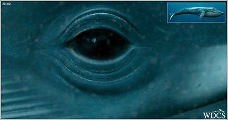 Las ballenas que son ciegas al color azul
