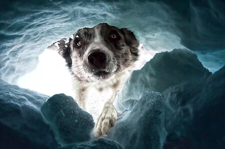 Dalia Fichmann Avalancherescuedog2048