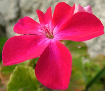¿Entraña algún peligro dormir en una habitación con plantas?