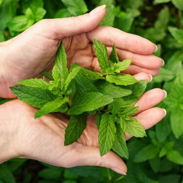 Cómo sembrar hierbabuena en casa: todo lo que necesitas saber para tenerla siempre a la mano