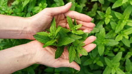 Cómo sembrar hierbabuena en casa: todo lo que necesitas saber para tenerla siempre a la mano