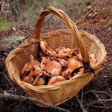 Todo sobre los níscalos o robellones: cómo seleccionar esta seta de otoño, cómo cocinarla y las mejores recetas para que brillen 