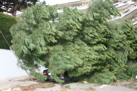 Mercedes aplastado por un Árbol