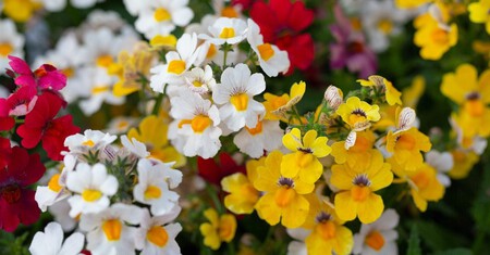 Nemesia Flor