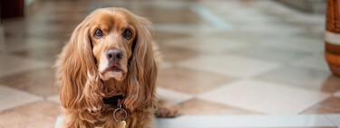 En qué hay que fijarse al elegir la comida de tu perro