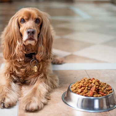 En qué hay que fijarse al elegir la comida de tu perro