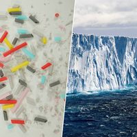 Los insectos de la Antártida llevaban miles de años viviendo tranquilamente. Hasta que llegaron los microplásticos