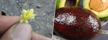 Llevamos desde el Pleistoceno domesticando el aguacate. Tardó 8.000 años en adoptar la forma que queríamos