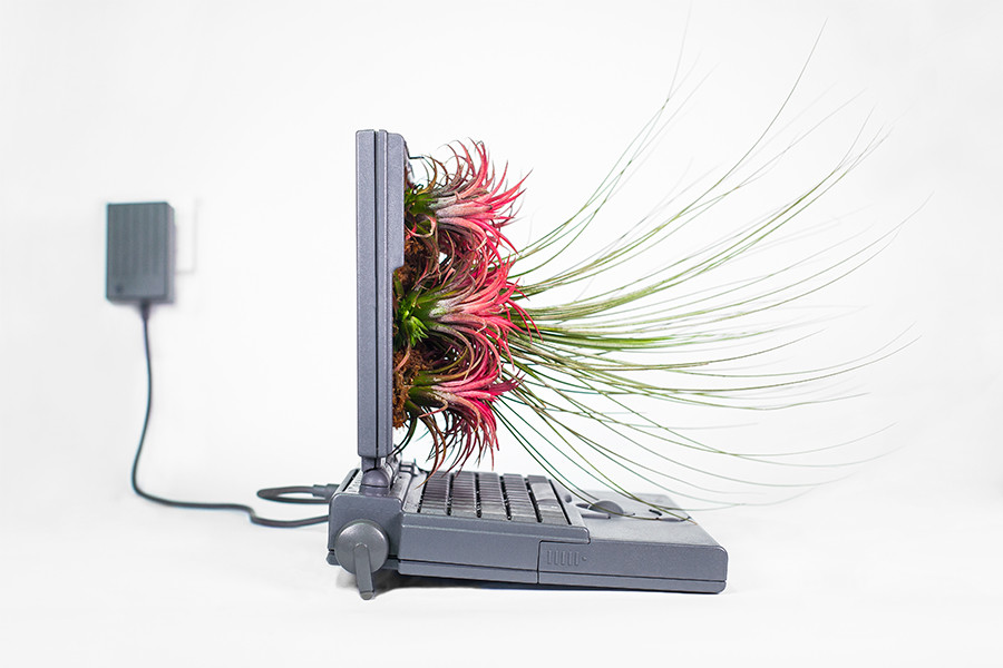 Plant You Mac Macfire Monsieur Plant 2016 2
