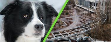 Este estudio analizó el ADN de perros que viven cerca de Chernóbil y todo apunta que están evolucionando más rápido de lo normal   