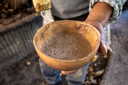 El Festival del Pulque, Gastronomía Típica y Mezcal llega a la Condesa por última vez este 2026: habrá catas, talleres y comida deliciosa