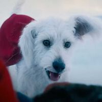 Krypto ha conquistado tanto en 'Superman' que ha conseguido su propio récord: los americanos queriendo adoptar en masa