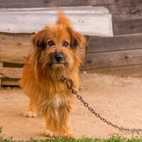 Lo que la Ley de Bienestar Animal dice realmente sobre la prohibición de atar a tu perro o gato en un punto fijo dentro o fuera de casa 