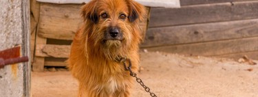 La Ley de Bienestar Animal prohíbe atar a tu perro o gato en un punto fijo, incluso si es dentro de casa
