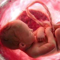 Qué es la placenta: todo sobre el único órgano temporal que se forma durante el embarazo 