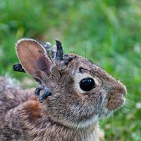 Coelhos com chifres são avistados nos EUA: não são zumbis, é ciência; tudo por trás do fenômeno que assusta americanos 