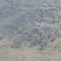 El MIT capturó la mayor matanza entre especies en el océano: solo cuatro horas bastaron para que murieran millones de criaturas 