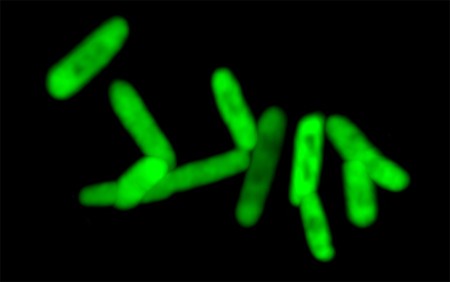Un nuevo paso en la creación de organismos artificiales gracias a este microbio