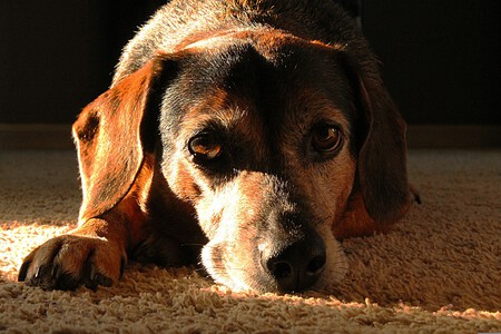 Insuficiencia Renal En Perros