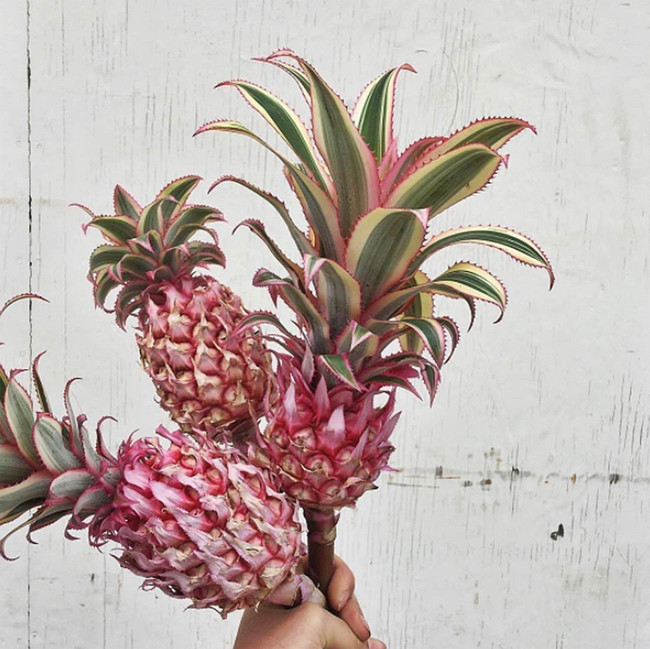 La nueva piña genéticamente modificada es de color rosa