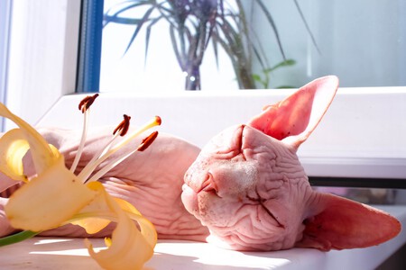 Sphynx 6466786 1280