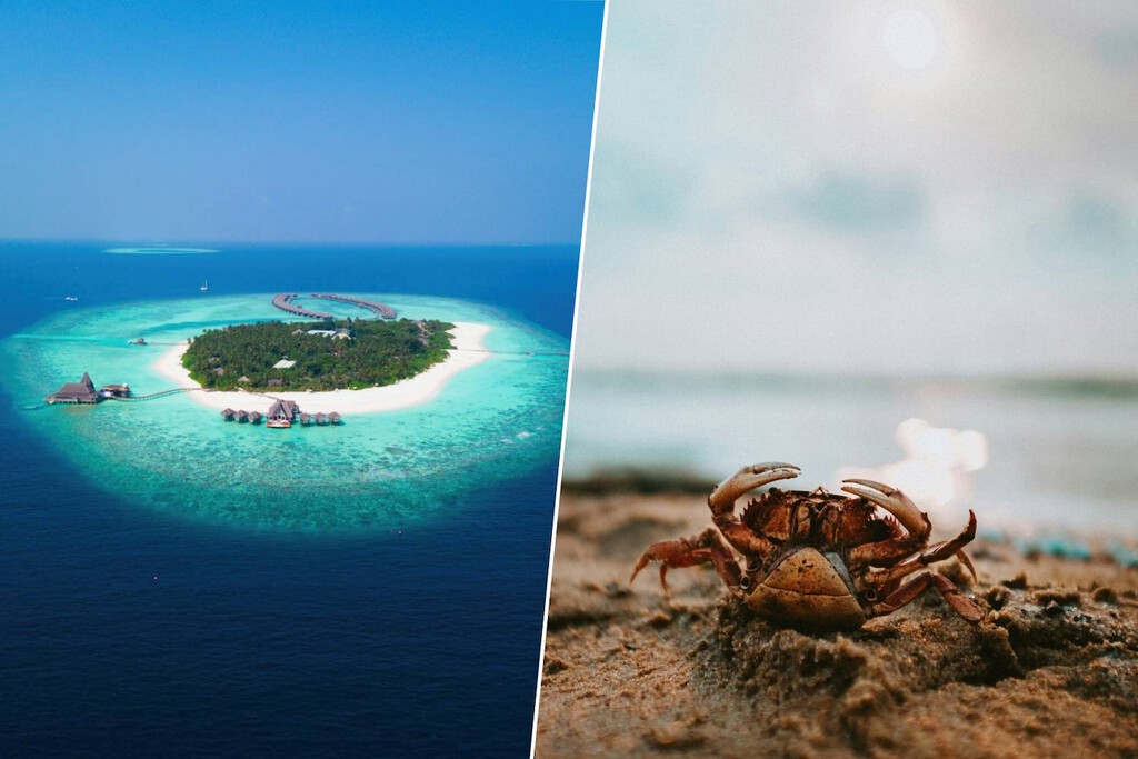Resulta que hay una isla de Fiyi hecha de cáscaras de marisco. Lo han descubierto unos cangrejos