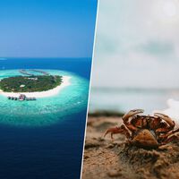 Resulta que hay una isla de Fiyi hecha de cáscaras de marisco. Lo han descubierto unos cangrejos