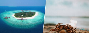 Resulta que hay una isla de Fiyi hecha de cáscaras de marisco. Lo han descubierto unos cangrejos 