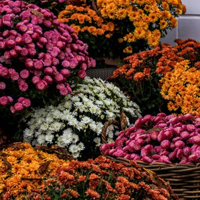 Cinco plantas de otoño para renovar las macetas y mantener el balcón lleno de color 
