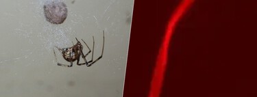Editamos geneticamente uma aranha para produzir uma teia vermelha fluorescente, e as implicações são promissoras 
