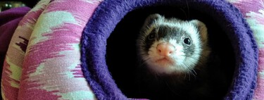 Chips, vacunas, oscuridad y juguetes: todo lo que necesitas saber antes de adoptar un hurón en casa