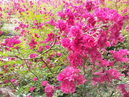 Photo5262616238469786022