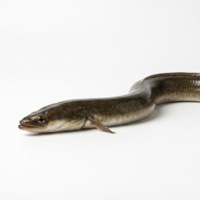 ¿Las anguilas son serpientes o peces? Esta es la respuesta definitiva de la ciencia