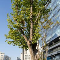 Los árboles y la vegetación tienen un "interruptor" para hacer frente al calor. No siempre fue así 