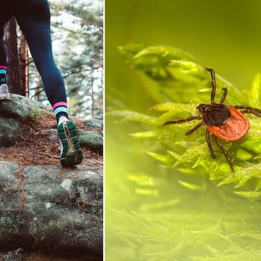 Los expertos advierten que la enfermedad de Lyme “puede dejar secuelas de por vida”. Estos son sus primeros síntomas