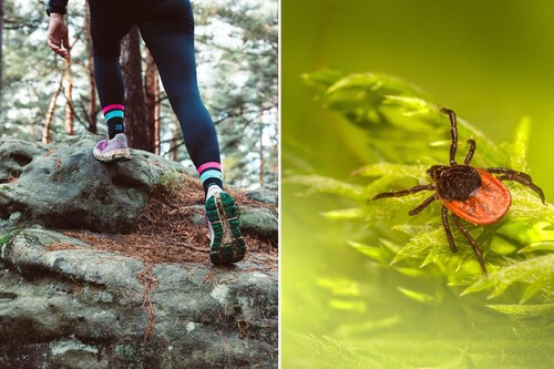 Primeros Sintomas De La Enfermedad De Lyme