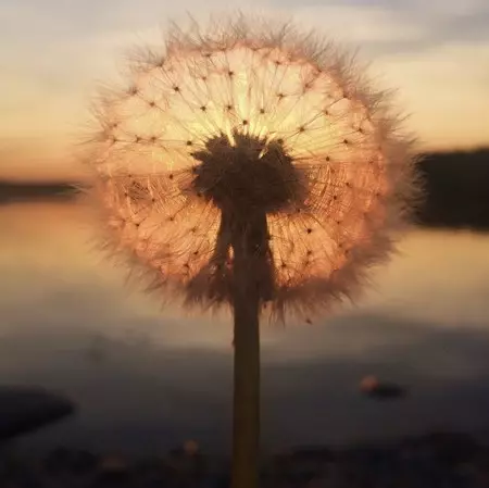 夕日、一位。サラ・ロンカイネンがiPhone 5sで撮影した写真。