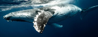 Un estudio de EE.UU. demuestra que los humanos podrían vivir hasta 200 años aplicando este método propuesto: ADN de ballena. 