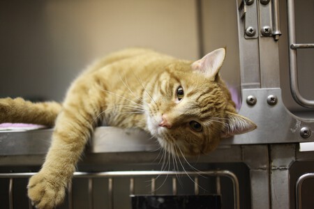 Alimentos Prohibidos Gato