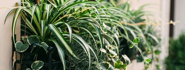 Plantas de interior: ¿Qué puedo hacer si las puntas de mi cinta se ponen marrones? 