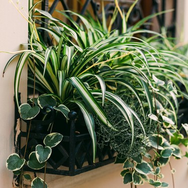 Plantas de interior: ¿Qué puedo hacer si las puntas de mi cinta se ponen marrones? 