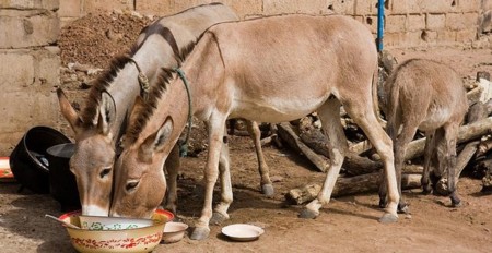Usan burros como puntos de acceso WiFi en un parque temático israelí