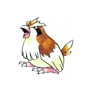 Pidgey