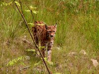 El Parque Nacional más antiguo de Alemania: linces, lobos y osos