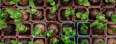 Los bulbos que se plantan en otoño para que tu jardín florezca en primavera 